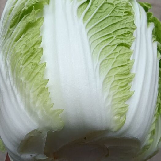 临漳县精品黄心大白菜  基地发货，代发全国，