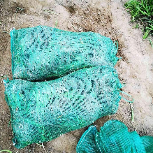 浚县麦冬草  保证鲜货，现出当天发货。