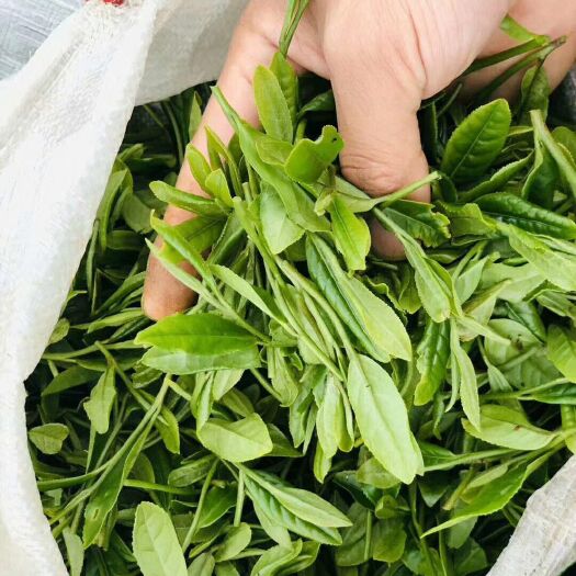 太湖县云雾茶  农家春茶绿茶自产自销