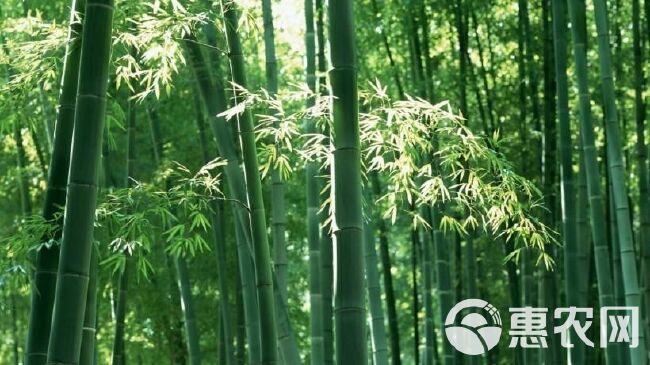 常年出售竹子…量大从优！有需要的可以联系…论棵数卖！