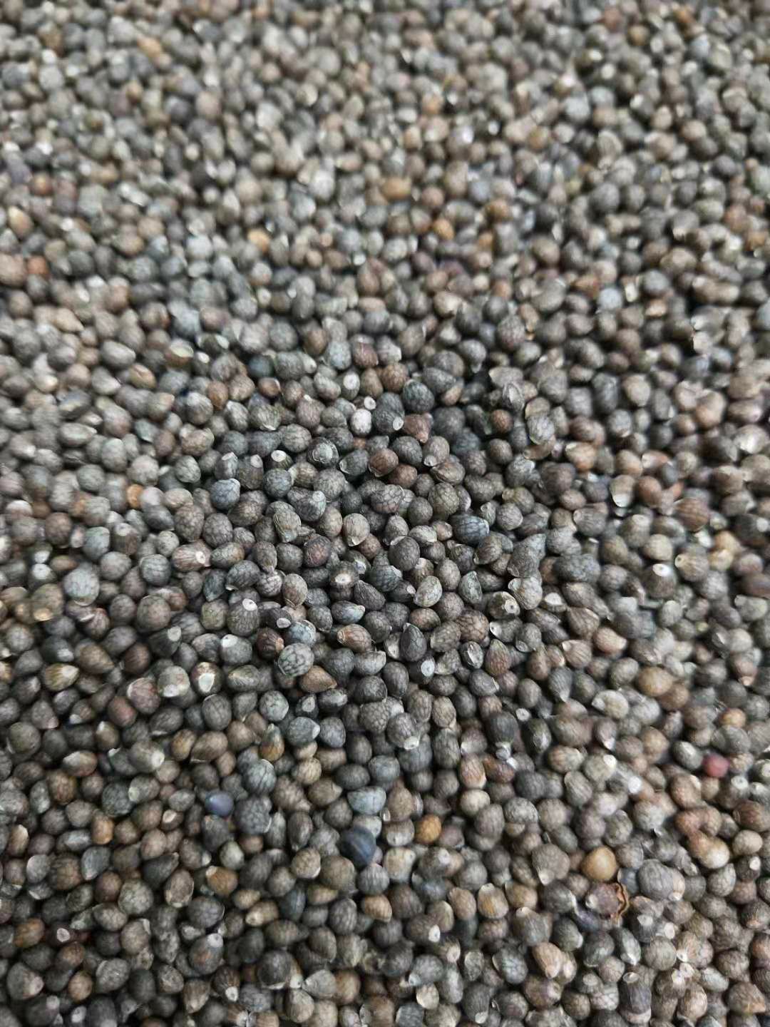 亳州紫苏籽 苏子 苏籽 黑苏子 灰苏子 符合药典含量苏籽