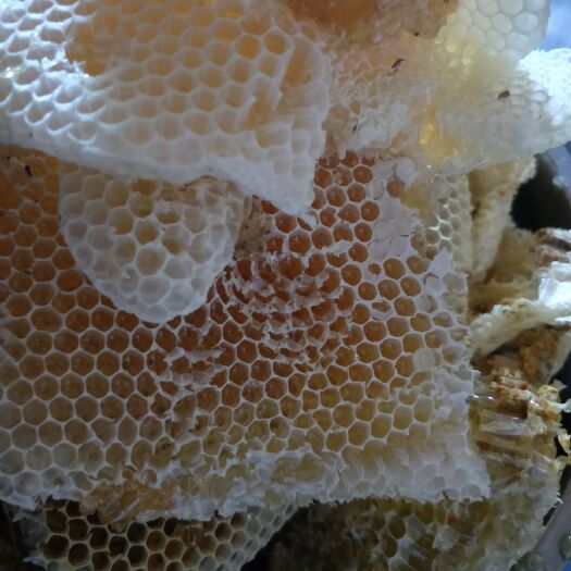 盐边县土蜂蜜  士蜂蜜每一瓶是500g