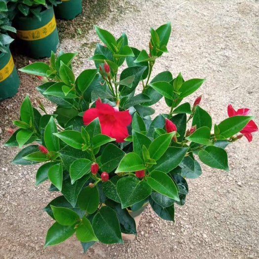 漳平市飘香藤  （双喜藤）一种藤本植物，一年四季开花。