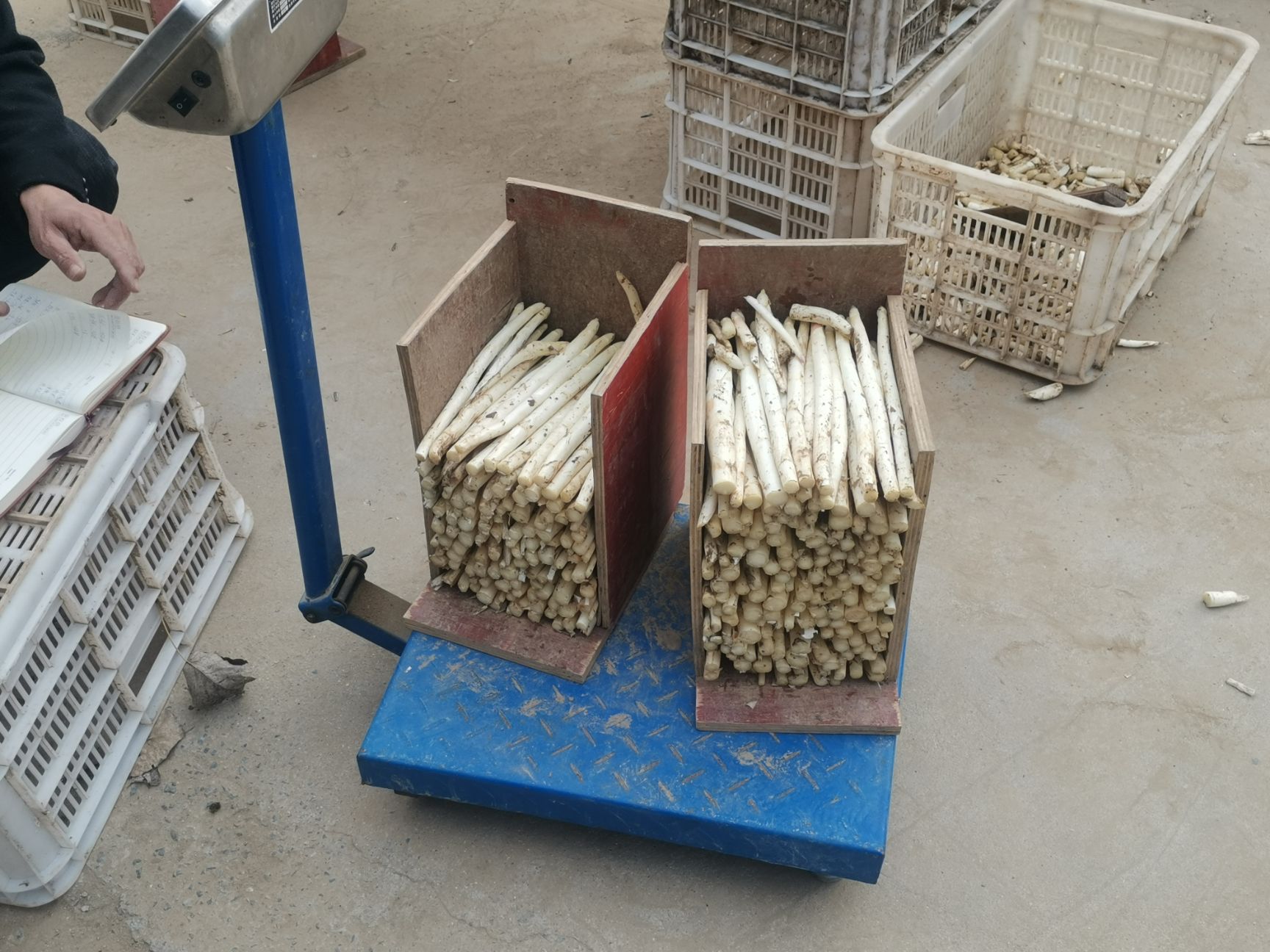  白芦笋大量供应