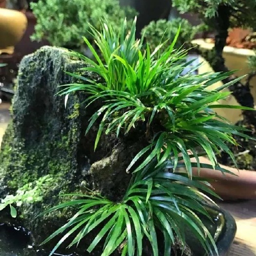 炎陵县深山石菖蒲，生态适合药用、景观，水陆都能很好生长