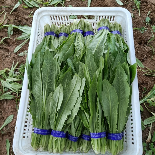 曹县青油麦 25~30cm 
