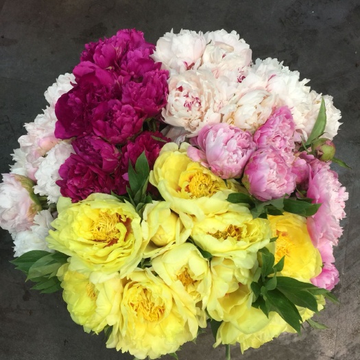 菏泽《店长推荐》芍药重瓣鲜切花，菏泽基地现货订购，质量好，价格低