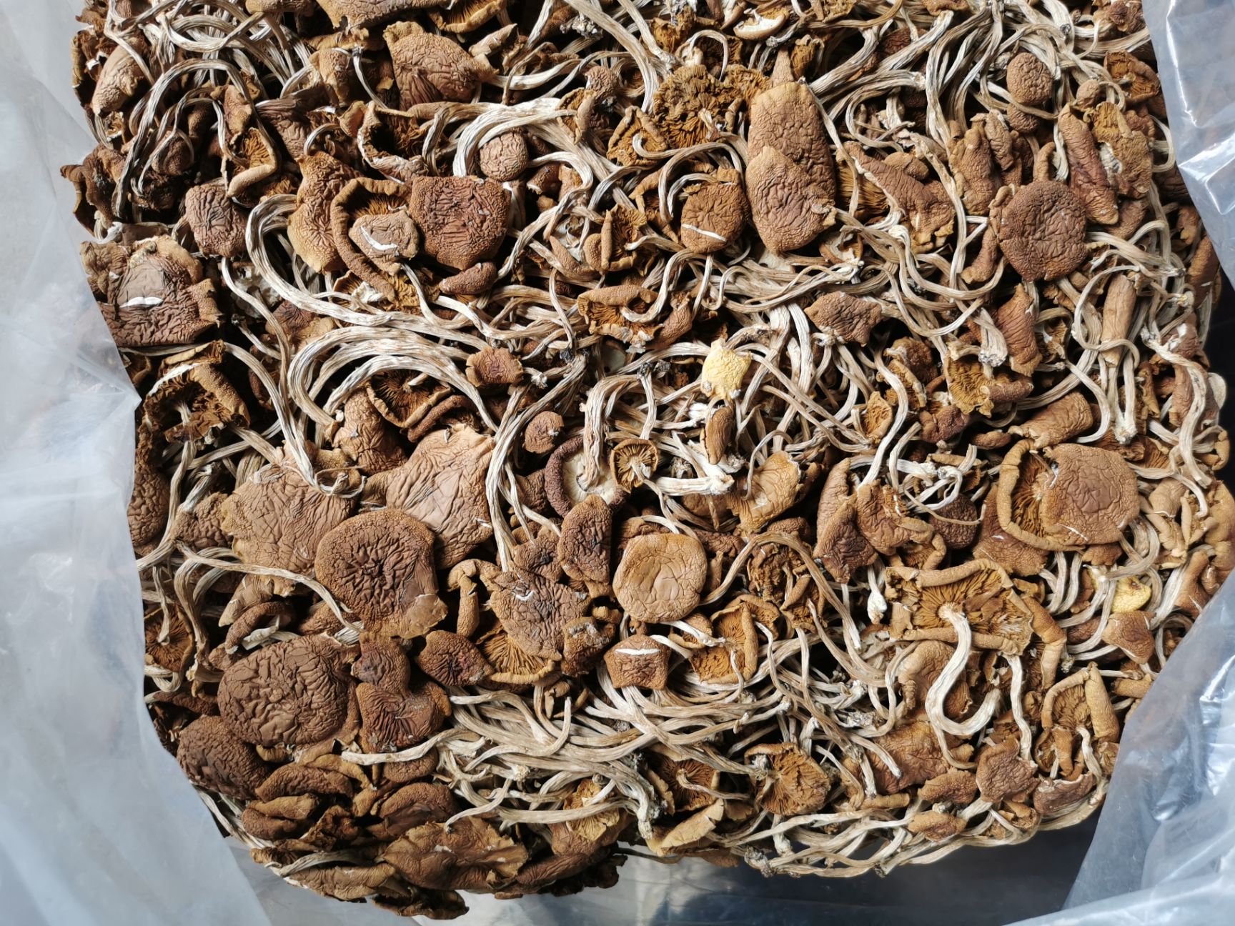 广昌5号茶树菇  广昌5号开伞菇     短炳    散装包