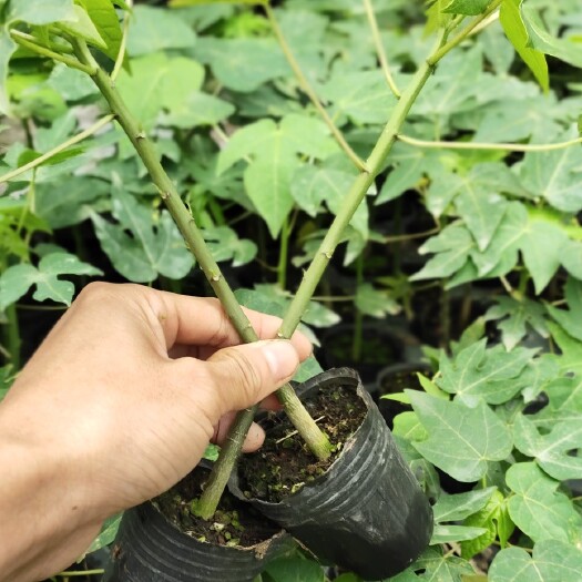 灵山县红心木瓜苗  红肉水果大青木瓜苗，叶色青秀，