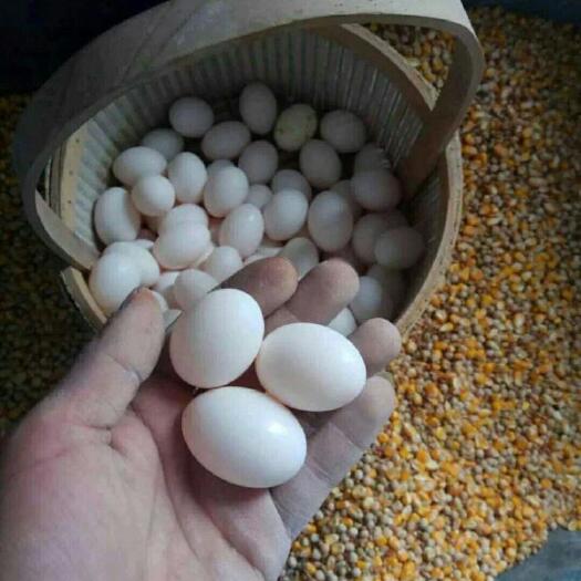 金寨县鸽子蛋 自家养的鸽子