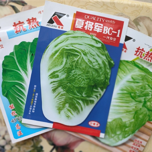 夏阳白菜种子 耐热白菜种子夏阳白种子白菜种子耐40度高温生