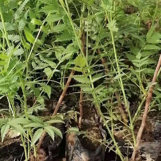 青州市 珍珠梅，多年生老苗，质量好，品质保证