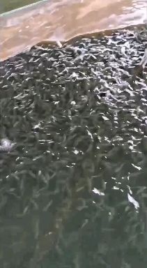 武汉 六月大量销售鲫鱼苗，