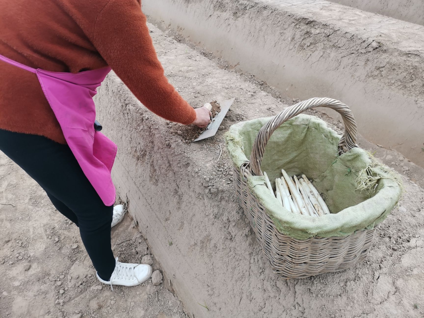  白芦笋大量供应