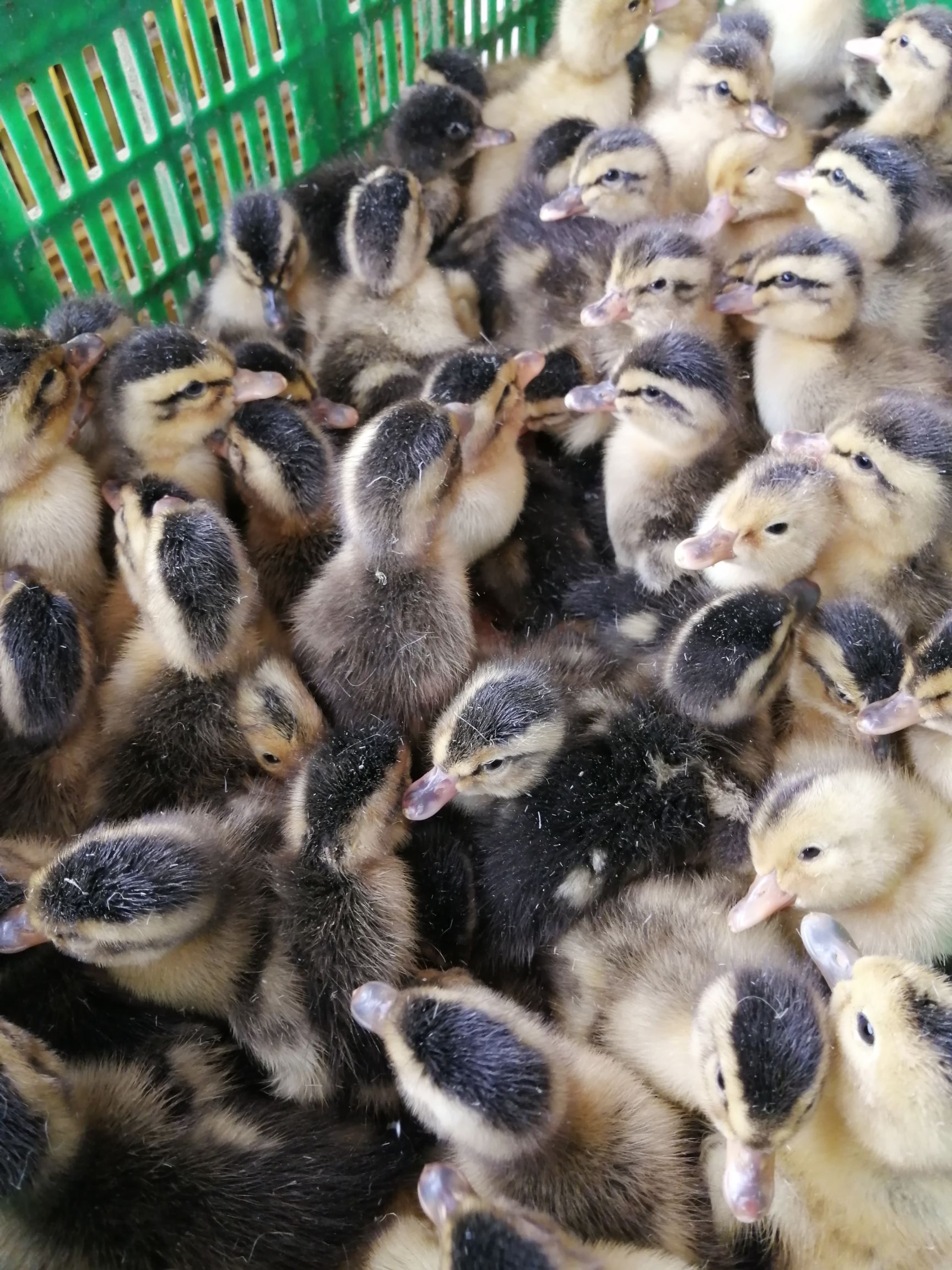 麻鸭苗  鸭苗大种青头鸭苗桂柳四点麻鸭包打疫苗运输途中包死亡