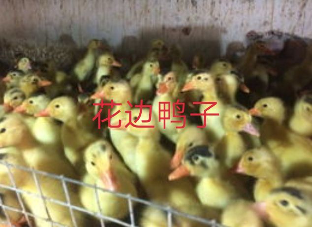 德阳麻鸭苗 