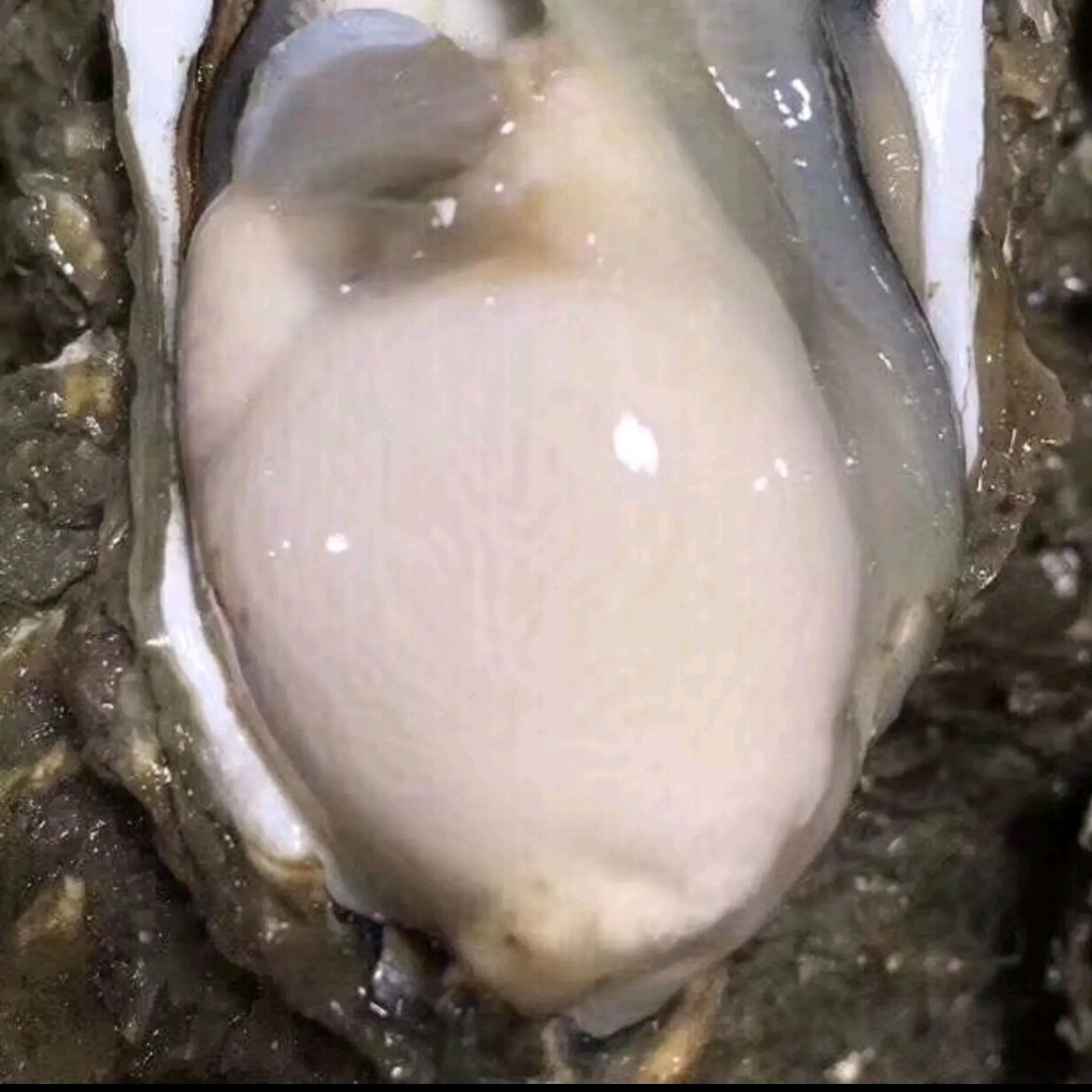 三倍体生蚝  生蚝批发 全壳鲜活生蚝半壳生蚝烧烤新鲜牡蛎网红高压锅生蚝