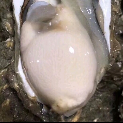 遂溪县三倍体生蚝  生蚝批发 全壳鲜活生蚝半壳生蚝烧烤新鲜牡蛎网红高压锅生蚝