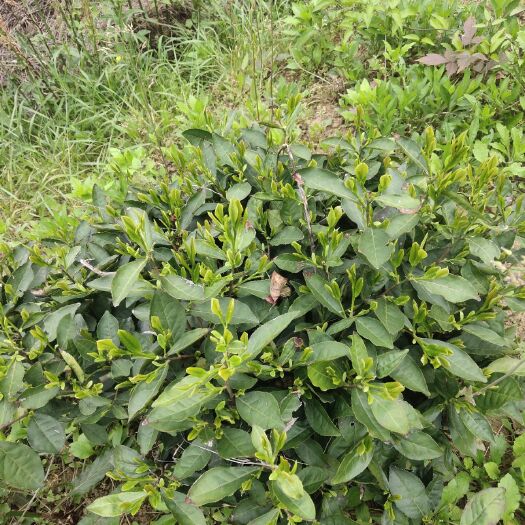红安县云雾茶  大别山野茶