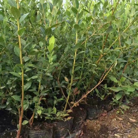 泰安蓝宝石蓝莓苗L  L25  蓝莓苗 品种多规格齐全 量大从优