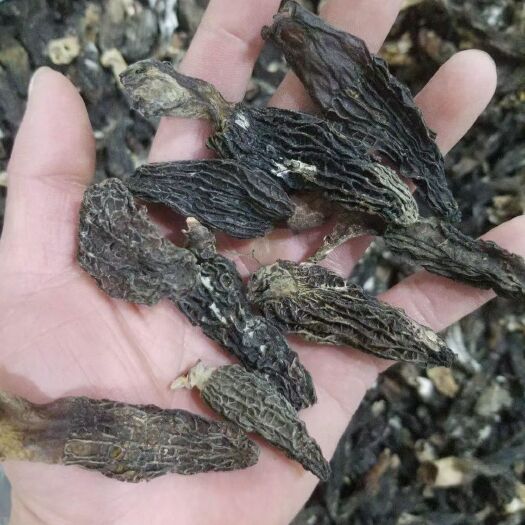 广州羊肚菌优惠干货羊肚菌有碎介意勿拍