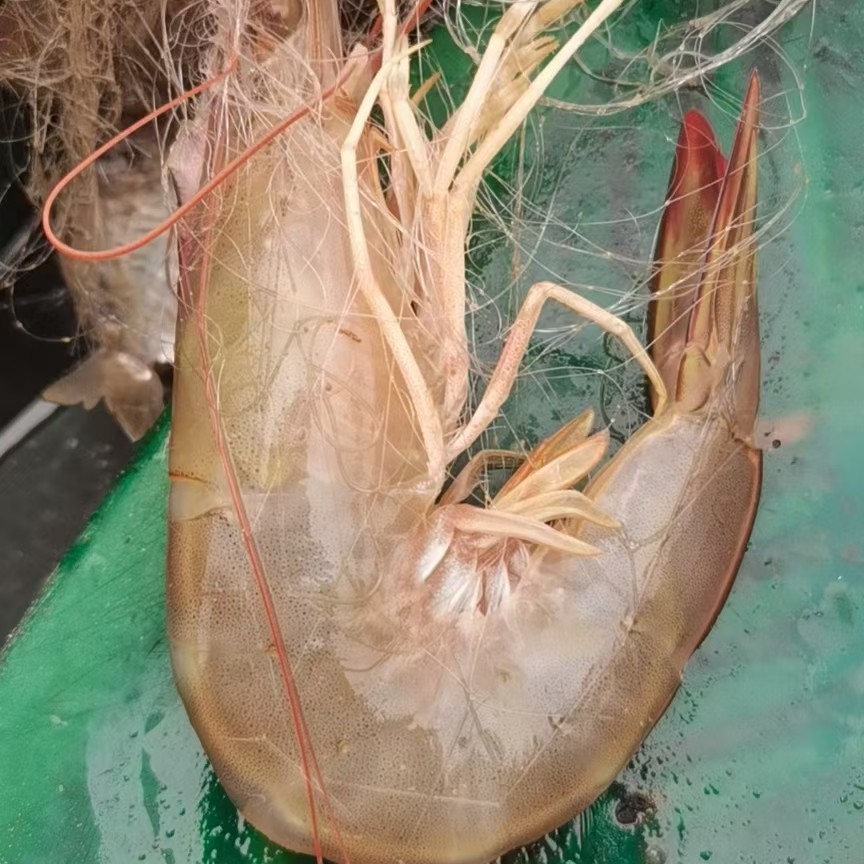 湛江基围虾  硇洲岛天然网仔船货海虾10条一斤大明虾2斤一盒一件20斤