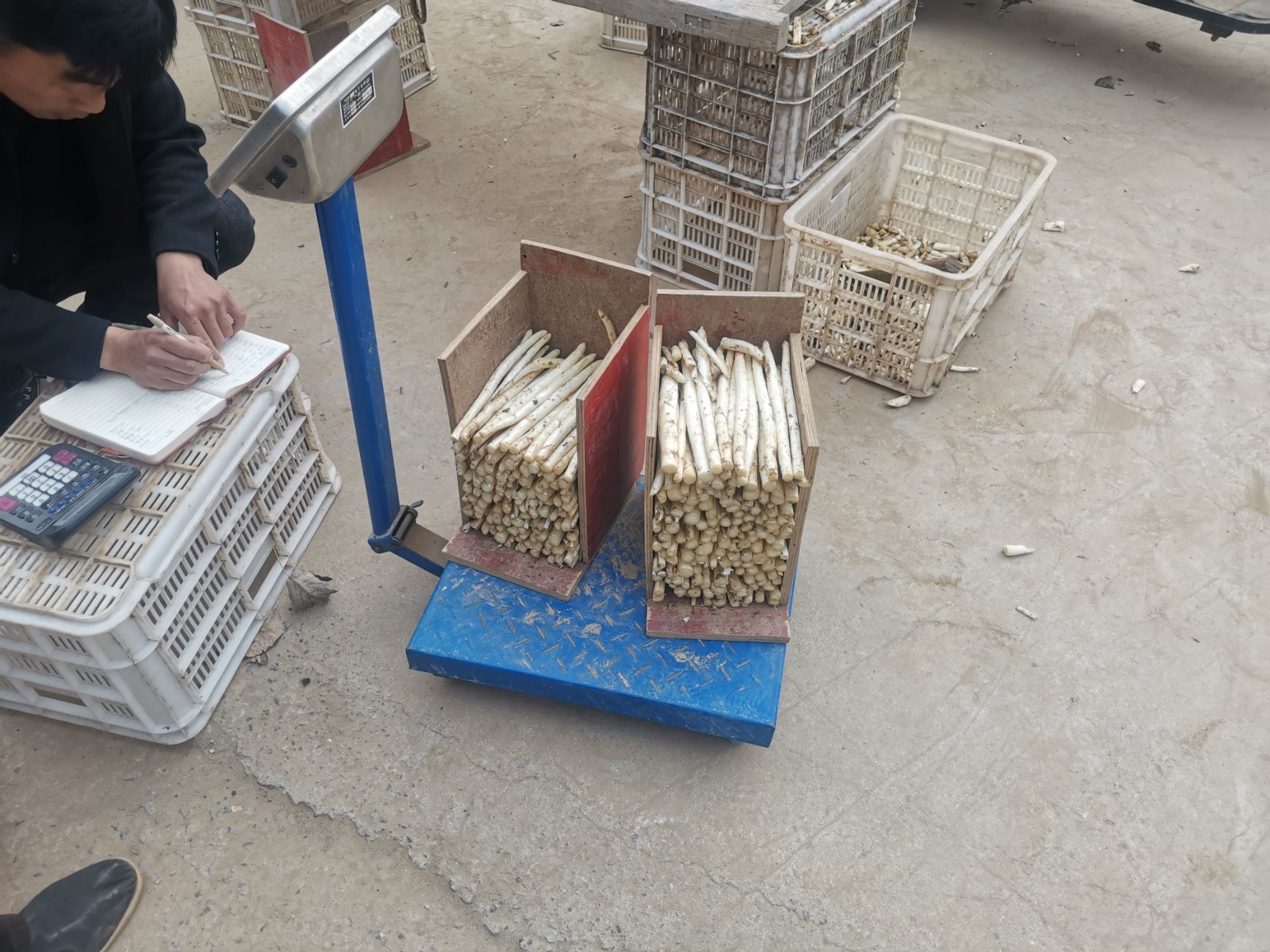  白芦笋大量供应