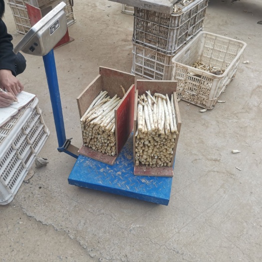单县 白芦笋大量供应