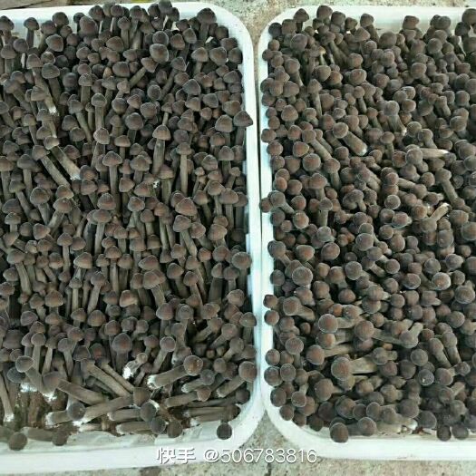 临沂 黑皮鸡枞菌，菌包，鲜品