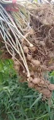 凤凰县鸡头黄精种苗