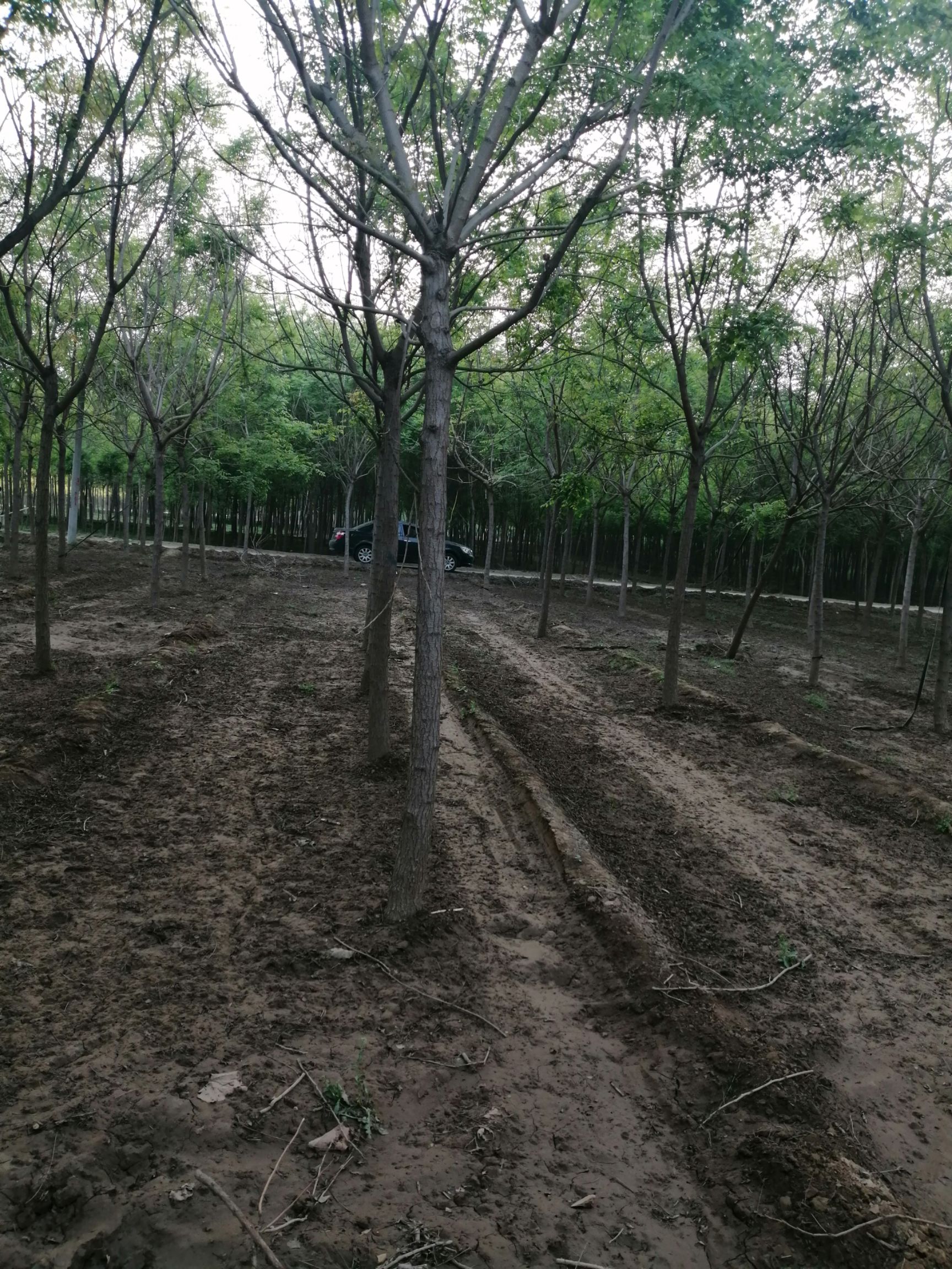 北栾8-12公分栾树定植苗大量供应。