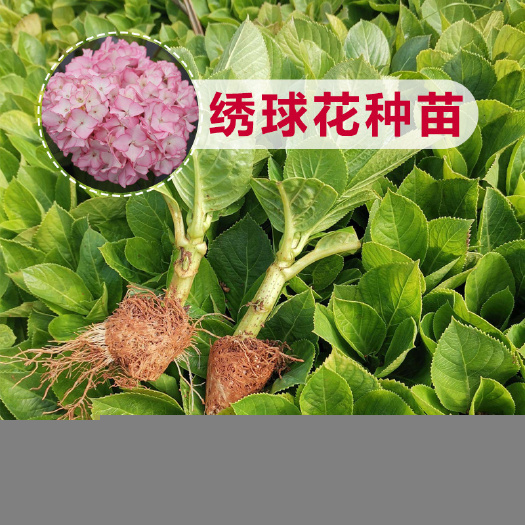 昆明无尽夏绣球  昆明绣球花苗重瓣无尽夏八仙花绣球种苗观赏盆栽小