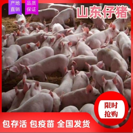 昌邑市长白仔猪  山东小猪崽 母猪种猪育肥三元猪苗