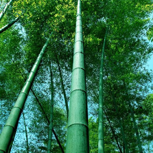 福鼎市毛竹 