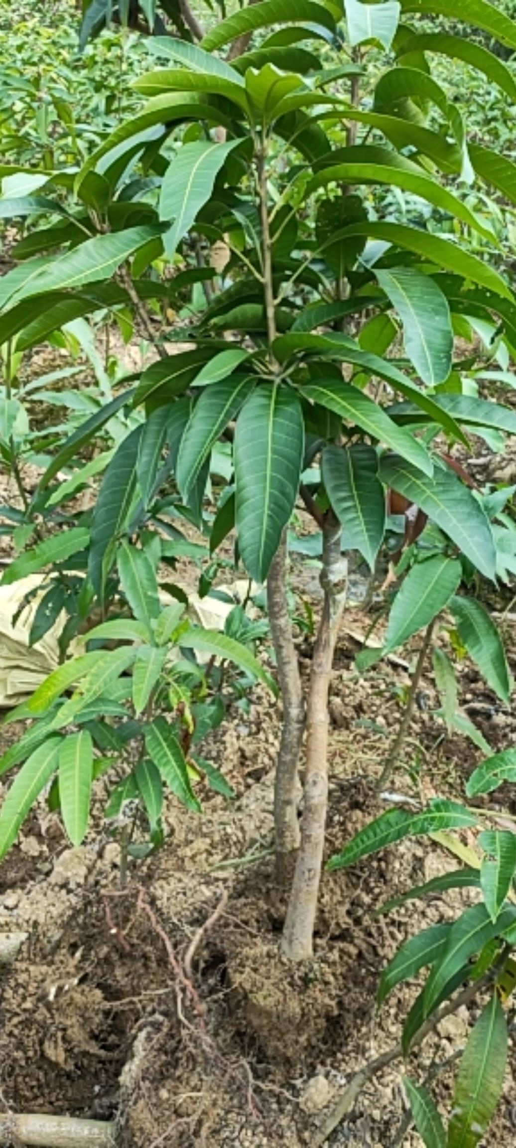 贵妃芒果苗  芒果苗  金煌红贵妃台农桂七芒果嫁接苗，批发，