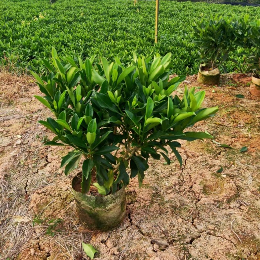 非洲茉莉55－60高