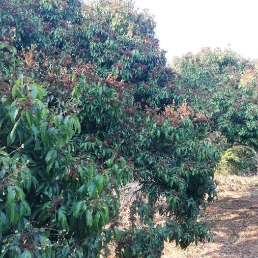 惠州糯米糍荔枝  寻找采购商