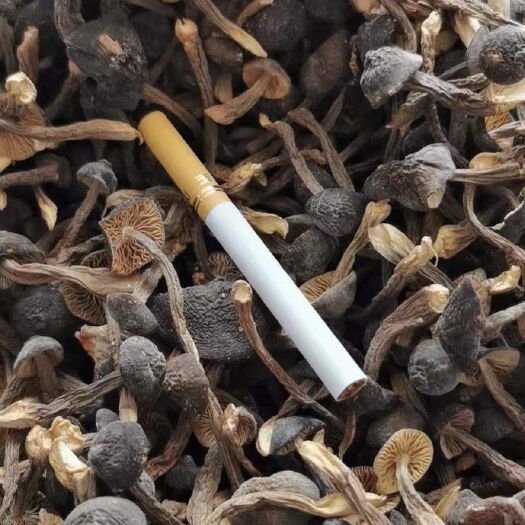 景洪市黑皮鸡枞菌干品