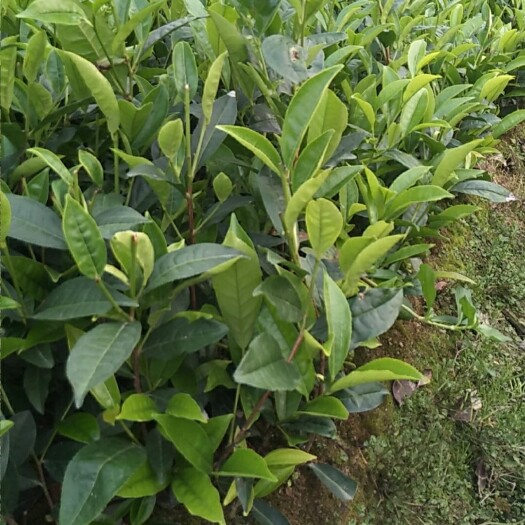 大乌叶单枞茶树苗