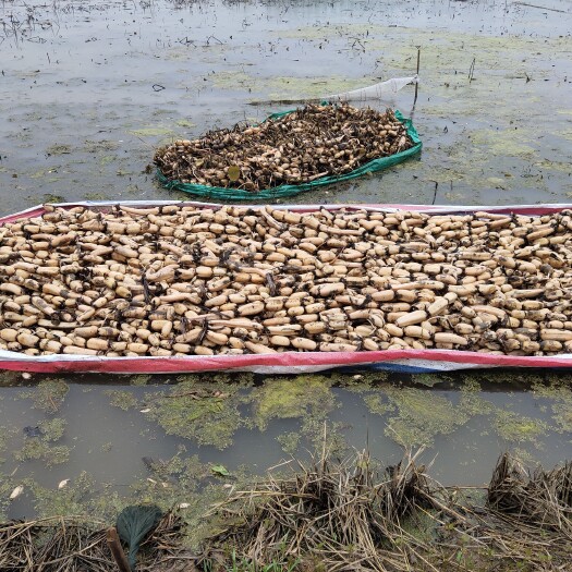 沭阳县南斯拉夫雪莲藕种  大型食用型莲藕苗 莲藕种苗盆栽荷花种根茎 莲藕根块莲池塘