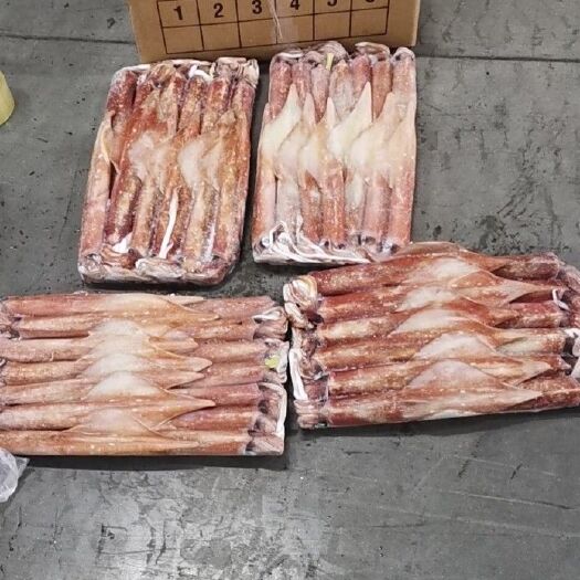 厦门 印尼红管鱿鱼