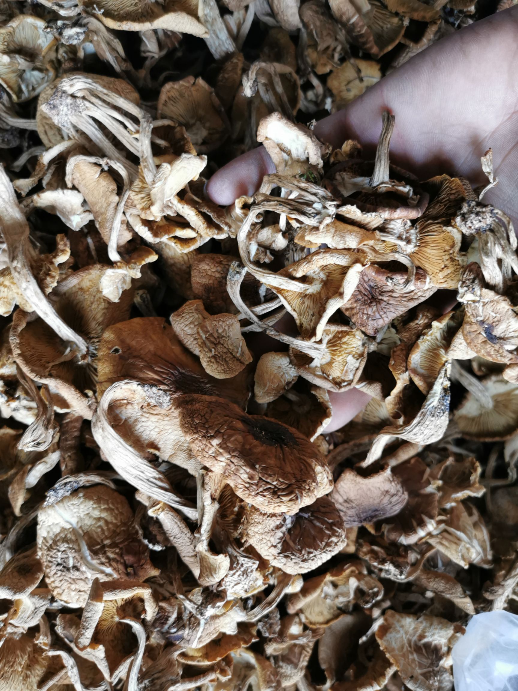 广昌5号茶树菇  广昌5号开伞菇     短炳    散装包