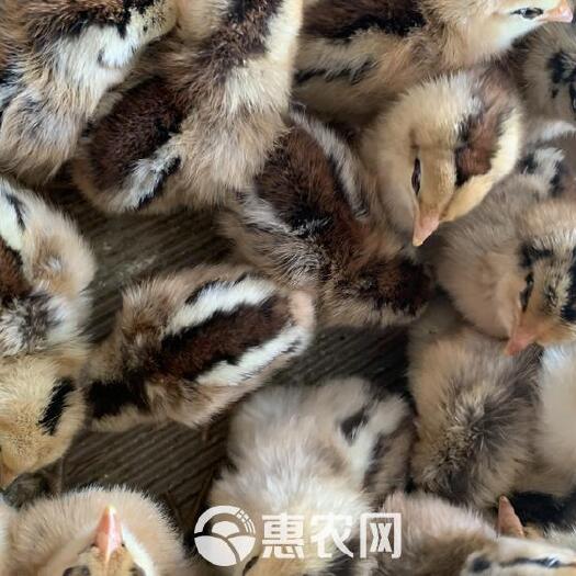 广州黑瑶鸡苗
