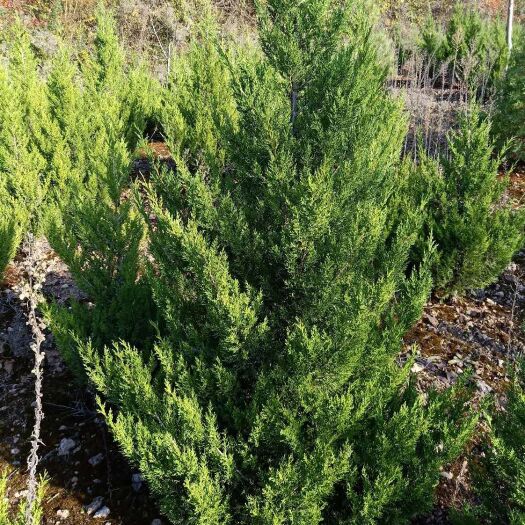 徽县塔柏树苗 榻柏大田1.8起步–基地直销–量大从优–树形美观