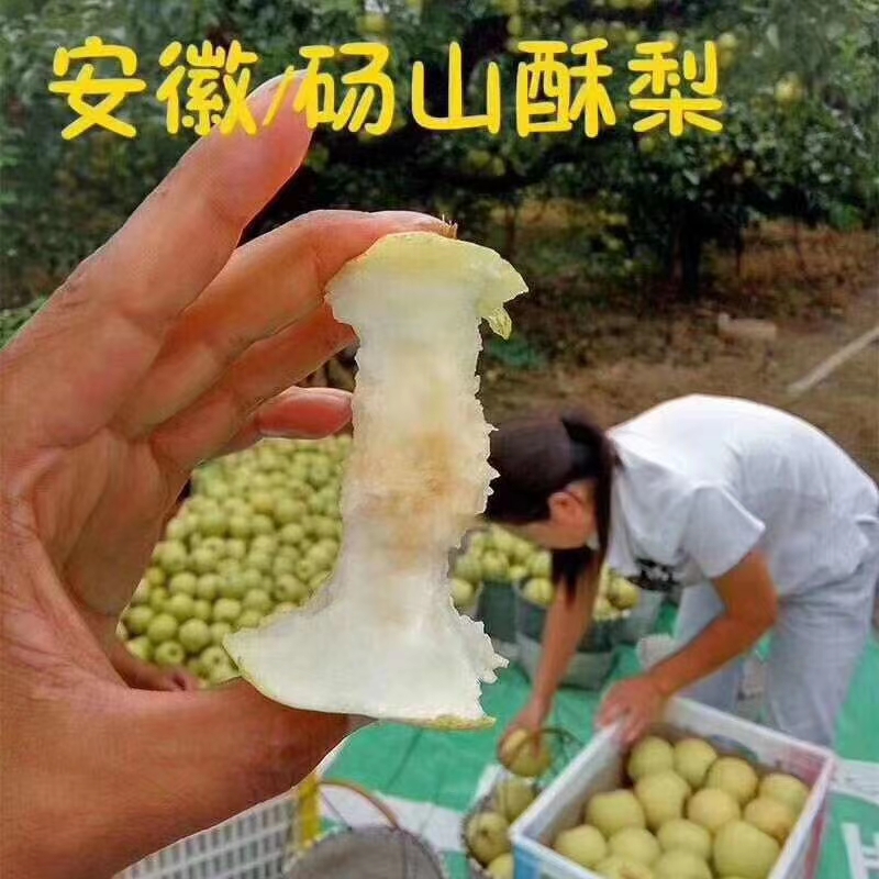 酥梨  砀山果科所百年老树酥梨现摘水果十斤全国包邮