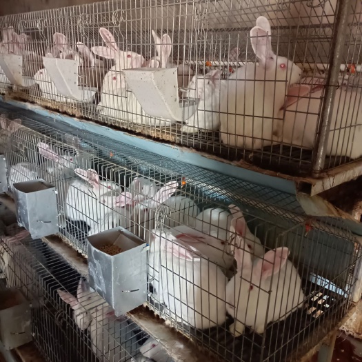 阜康市肉兔 兔子 伊高乐