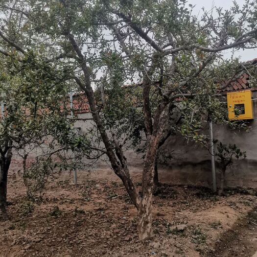 荥阳市突尼斯软籽石榴树苗 10-20公分石榴树庭院种植盆栽造型挂果大树突尼斯软籽石榴