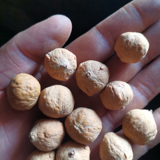珠子参 出售菩提果，手串珠文玩