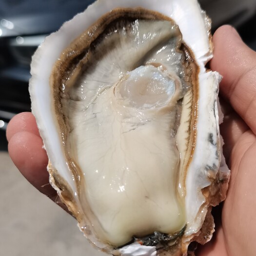 深圳三倍体生蚝 乳山生蚝珠三角直供批发零售餐饮酒店一元烧烤
