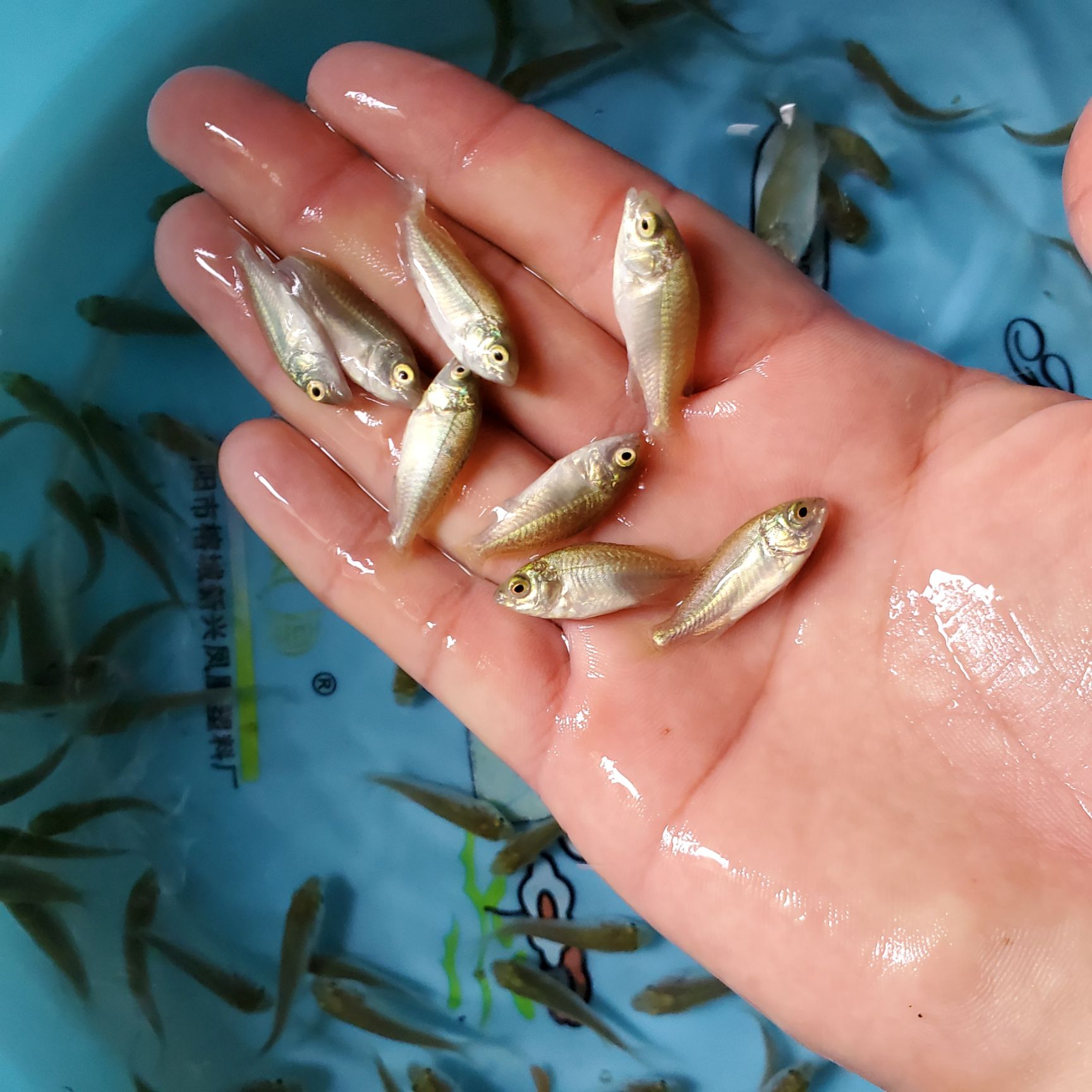 宝石鲈鱼苗 鲈鱼苗 澳洲宝石鲈鱼苗